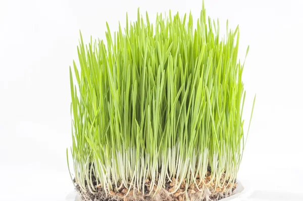 Novruz çimen — Stok fotoğraf