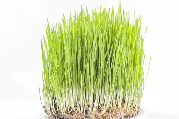 Novruz gras — Stockfoto