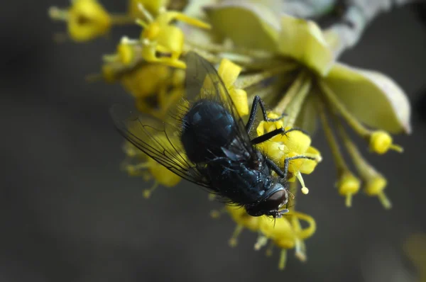 Bild der schönen violetten Blume und Biene — Stockfoto