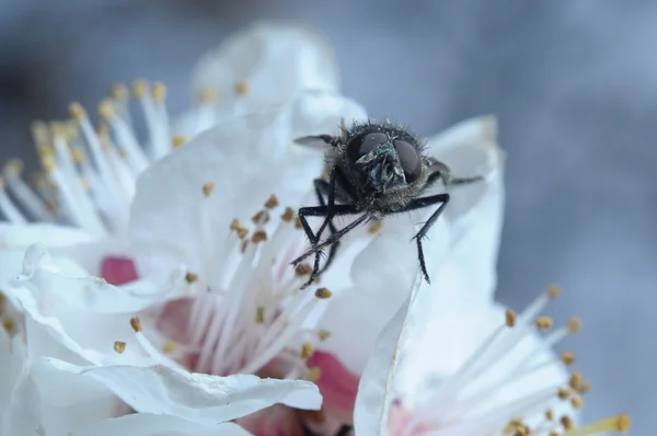 Image of beautiful violet flower and bee — Stock Photo, Image