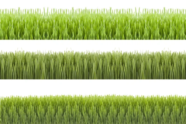 Novruz gräs — Stockfoto