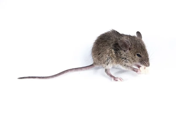 Mysz — Zdjęcie stockowe