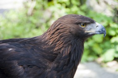 Beyaz Altın Kartal Başkanı yakın çekim