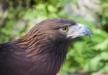 Beyaz Altın Kartal Başkanı yakın çekim