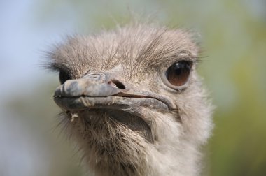 Devekuşu kafasını portre