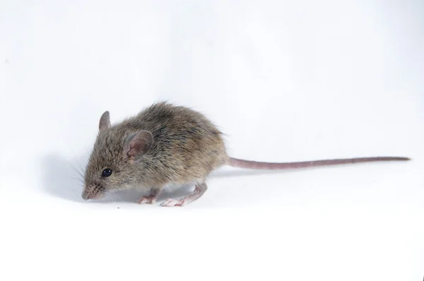 Ratón — Foto de Stock