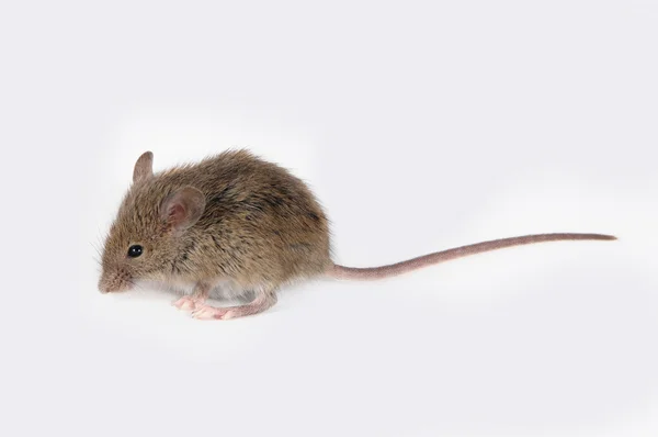 Ratón — Foto de Stock