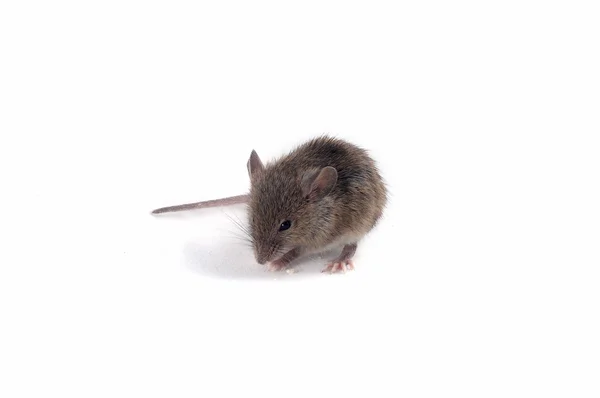 Ratinho — Fotografia de Stock