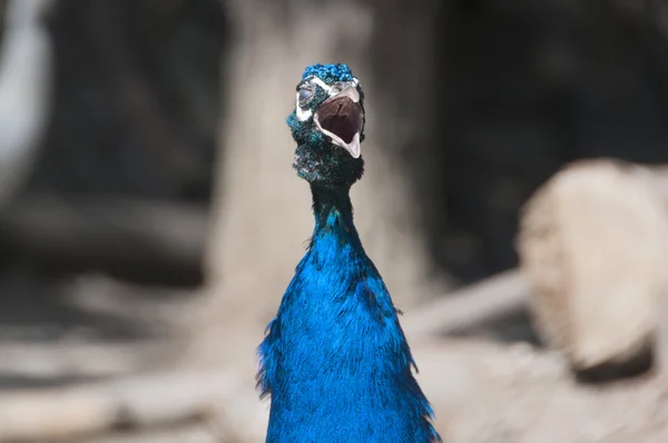 Belo pavão andando em um jardim — Fotografia de Stock