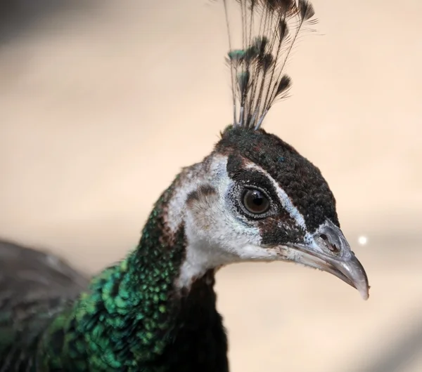 Mooie peacock wandelen in een tuin — Stockfoto