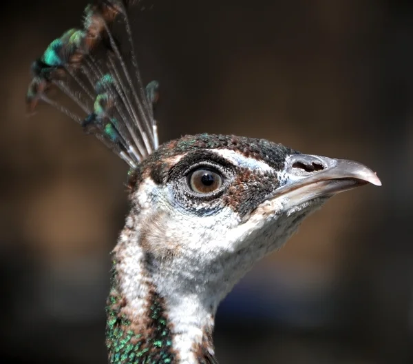 Schöner Pfau, der im Garten spaziert — Stockfoto