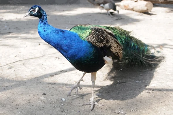 Mooie peacock wandelen in een tuin — Stockfoto