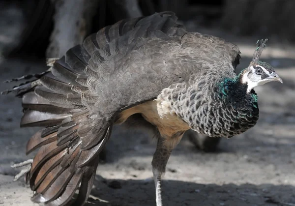 Vacker påfågel promenader i en trädgård — Stockfoto