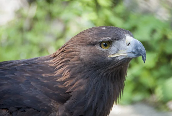 Close up de cabeça de águia dourada sobre branco — Fotografia de Stock