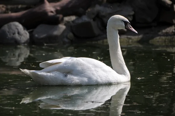 Loving swans forming a heart — Stock Photo, Image