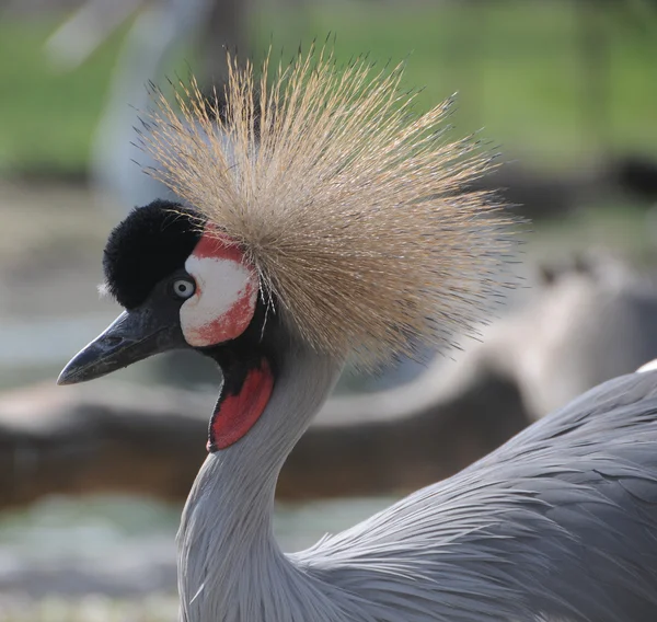 Grúa coronada — Foto de Stock