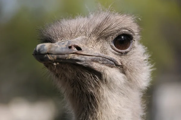Struisvogel hoofd close-up — Stockfoto