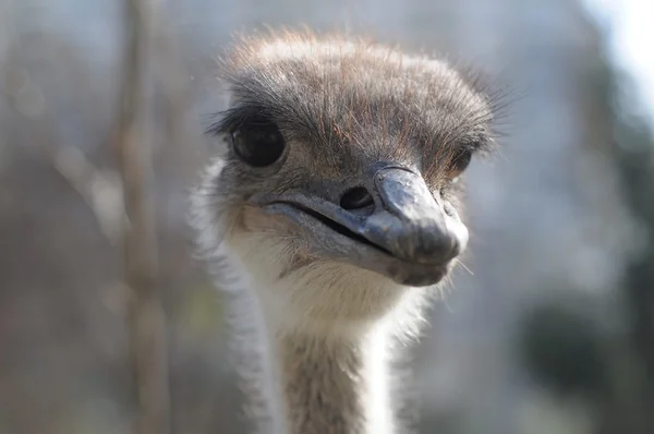 Struisvogel hoofd close-up — Stockfoto