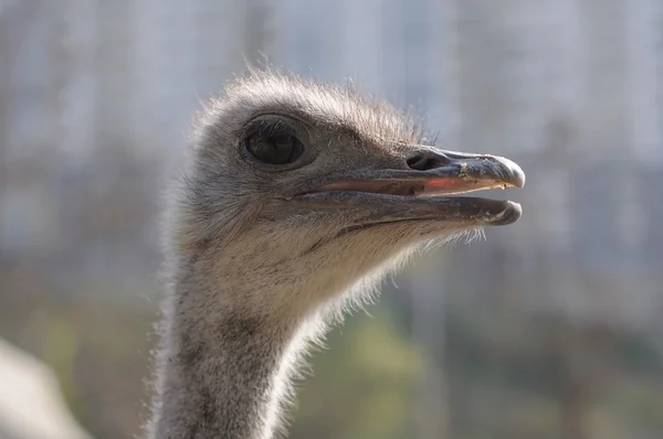 Struisvogel hoofd close-up — Stockfoto