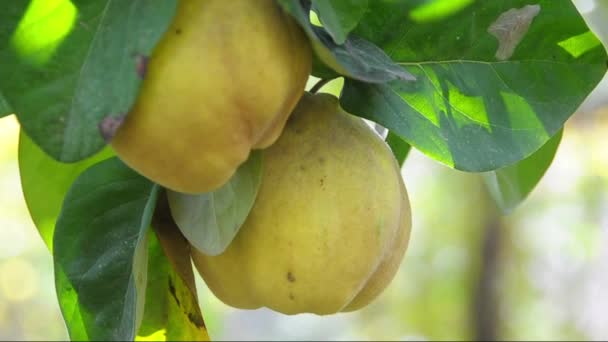 Тропические смешанные фрукты на белом фоне — стоковое видео