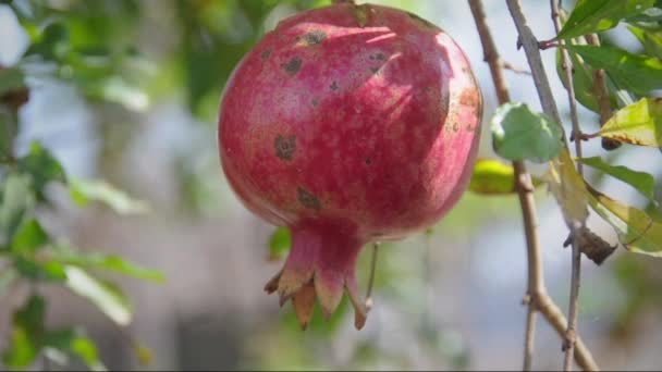 Tropische vruchten op witte achtergrond gemengd — Stockvideo