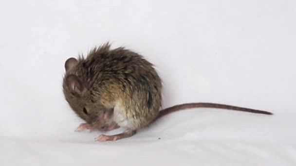 Animaux de souris — Video