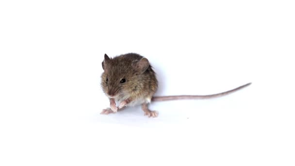 Животные мыши — стоковое видео