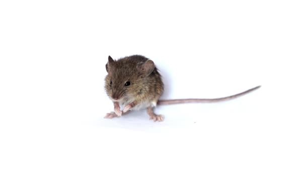 animaux de souris 