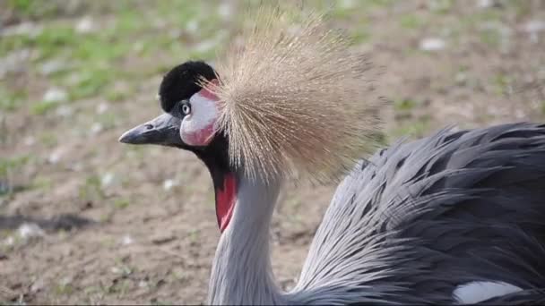 Crowned crane — Stock Video