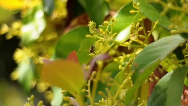 Mosca, insecto, blanco — Vídeo de stock