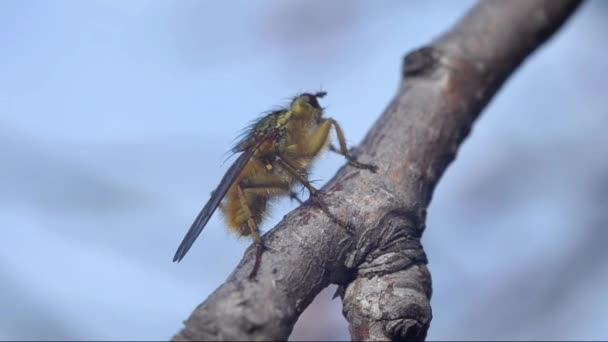 Fly, hmyz, bílá — Stock video