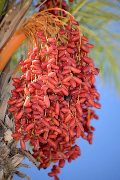 Palme — Stockfoto