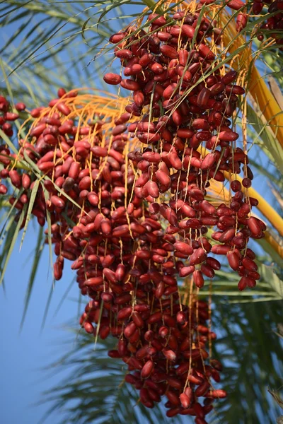 Palm — Stock Photo, Image