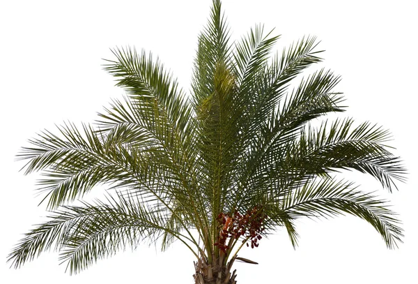棕榈 — 图库照片