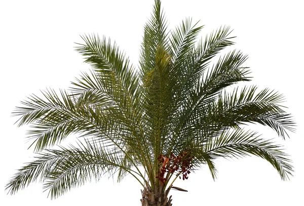 Palme — Stockfoto