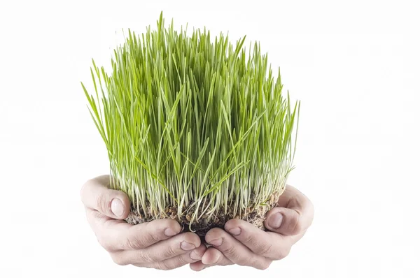 Novruz çimen