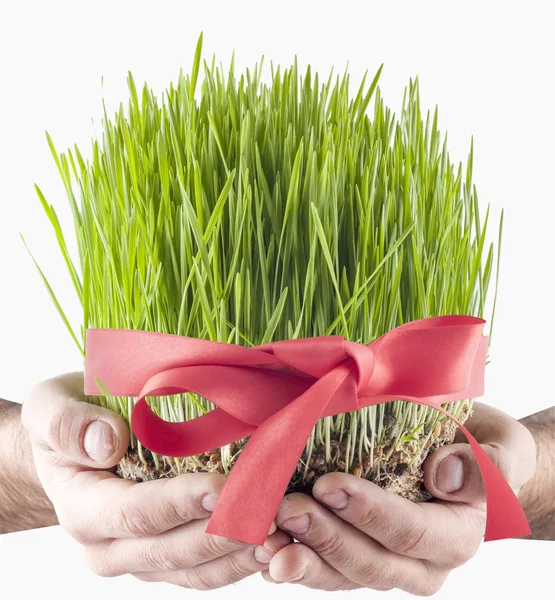 Novruz çimen