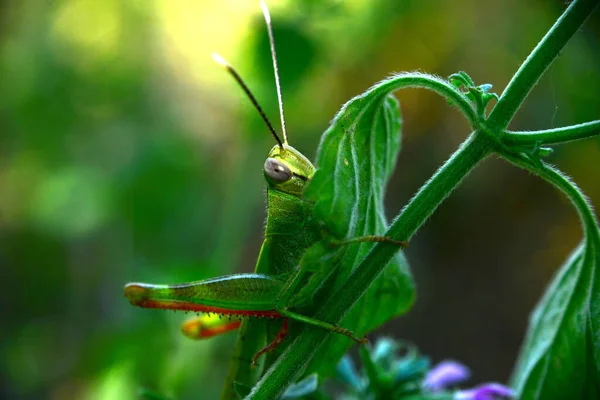 Closer Look Brown Grasshoper — стоковое фото