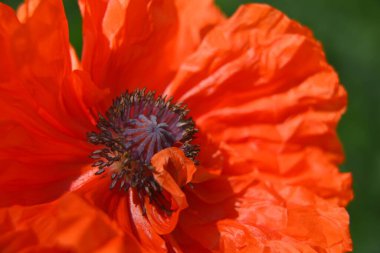 Gelincik çiçeği yakın plan, sığ tarla derinliği