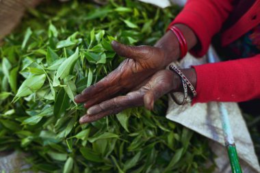 Çay toplayıcılarının elleri taze çay yapraklarının üzerinde.