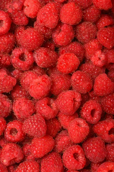 Fresh raspberries background closeup photo Stock Image