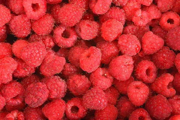 Frische Himbeeren Hintergrund Nahaufnahme Foto lizenzfreie Stockbilder