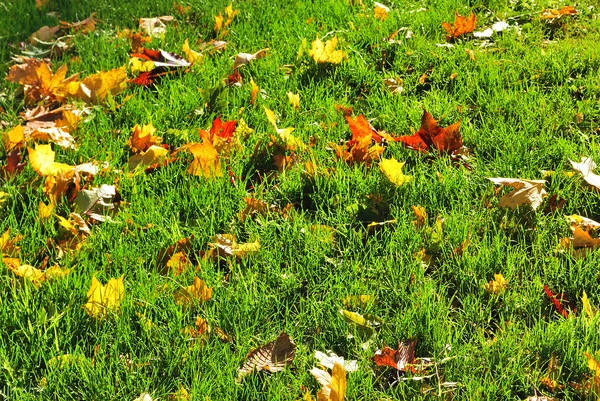 Hojas de otoño —  Fotos de Stock