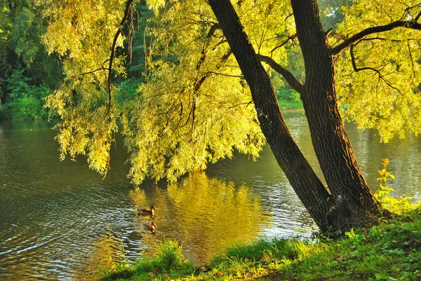 Gouden wilg — Stockfoto