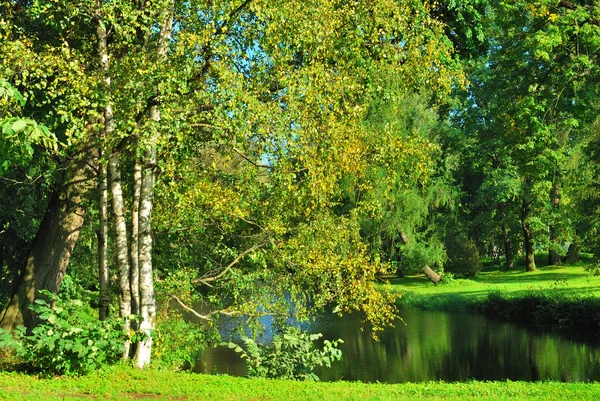 Березові дерева на березі річки — стокове фото