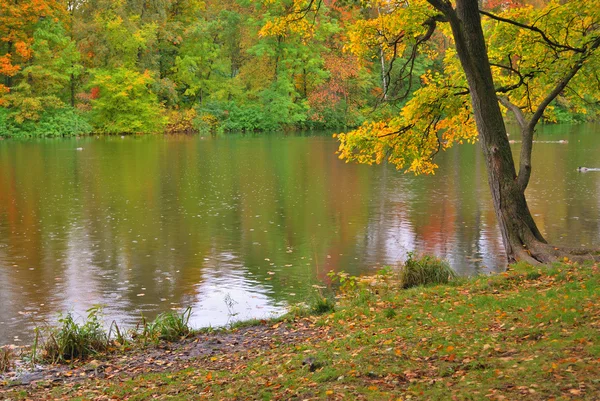 Déšť v podzimním parku — Stock fotografie