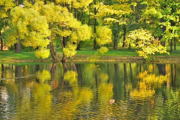 Golden willows — Stok fotoğraf