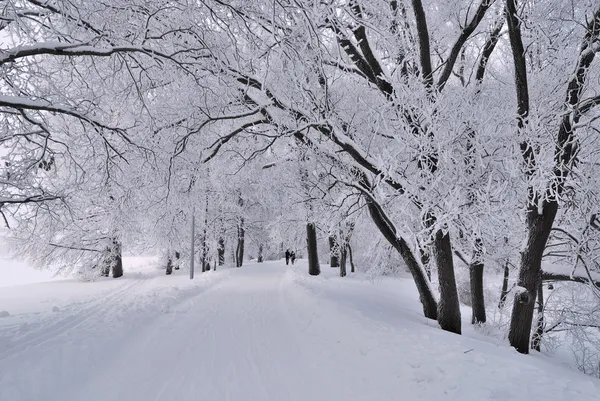 Crépuscule d'hiver — Photo