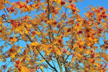 Rowan mavi gökyüzü arka plan üzerine