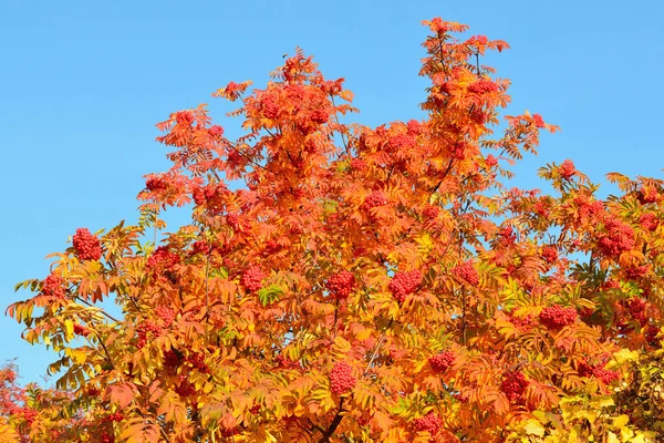 Rowan Background Blue Sky — Stock Photo, Image